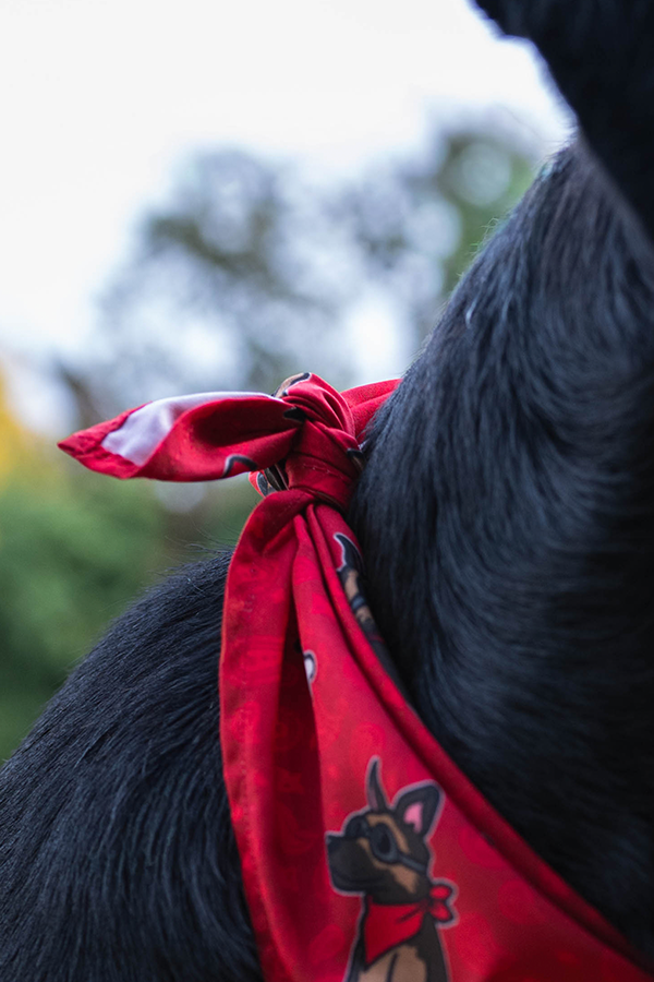 Fallout Wasteland Companion Pet Bandana Set - Image 13